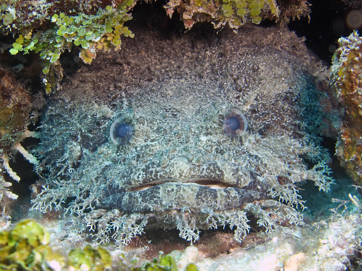 Toadfish at Calvin's Crack